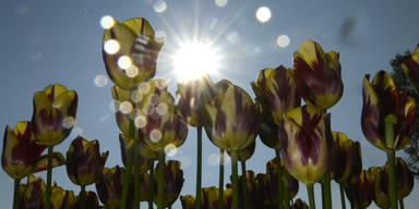 tulpen.jpg