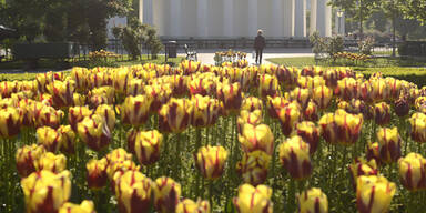 tulpenvolk.jpg