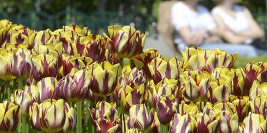 tulpenvolksgarten.jpg