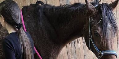 Abgemagertes Pferd