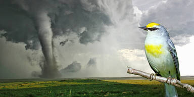 vogel_tornado.jpg