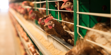 Wegen Vogelgrippe: Ab Donnerstag Stallpflicht in Risikogebieten