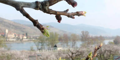 wachau.jpg
