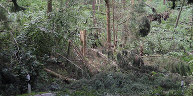 wald.jpg