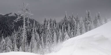 wald.jpg