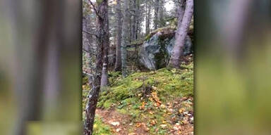wald.jpg