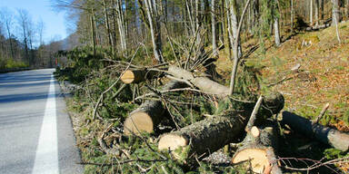 wald2.jpg