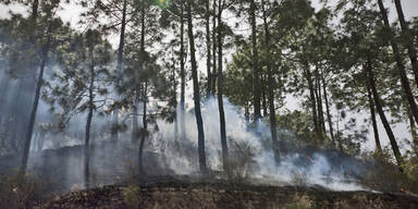 waldbrand-indien.jpg