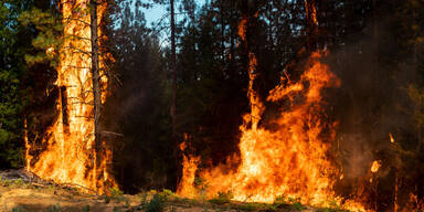 waldbrand.jpg