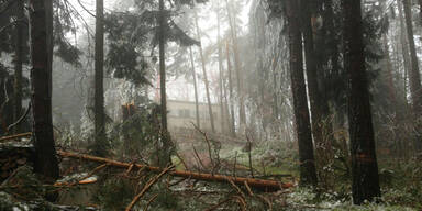 waldwegrosalia2.jpg