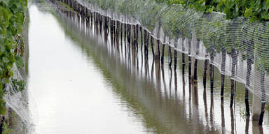 Überschwemmter Weingarten in Podersdorf