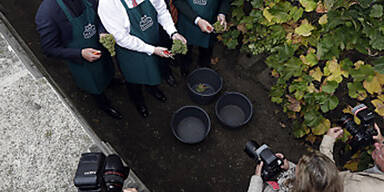 wein2.jpg