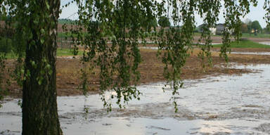 wiese.jpg