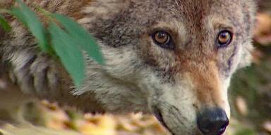 Schadwölfe zur Jagd frei gegeben