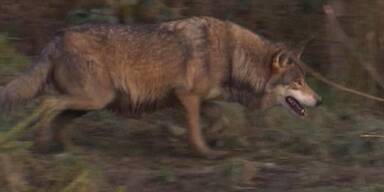 Nächster Wolf in Österreich zum Abschuss freigegeben 