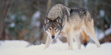 Wolf in Tirol nach Abschussverordnung erlegt