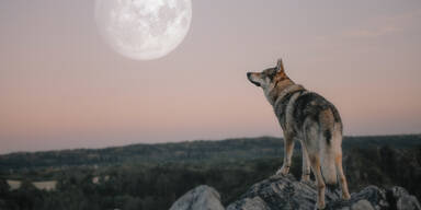Wolf 