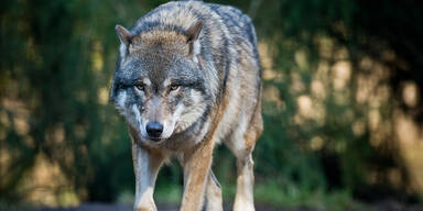 Wolfsrisse: Warten auf DNA-Ergebnisse
