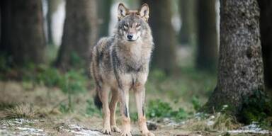 Wolf riss Schafe in Schönau