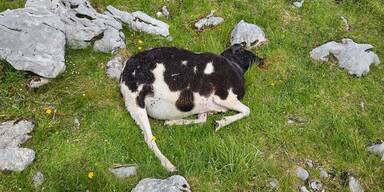Wolf riss neun Schafe.