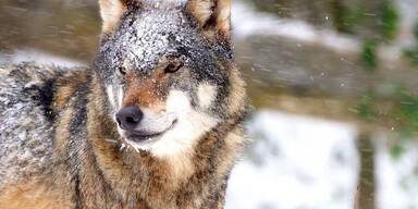 Wolfsichtung: Neue Kampagne gegen die Angst