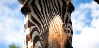 zebra01.jpg