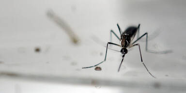 Zika-Virus