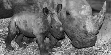 Trauer im Zoo Schmiding: Nashornbaby verstorben